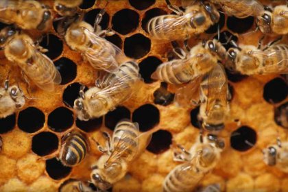 Bienenleben statt Bienensterben! Bienenleben statt Bienensterben! (Ja-Magazin/Wohnen/Leben für positive & gesunde Lebenswerte)